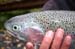 Upper Kenai 20